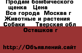 Продам бомбического щенка › Цена ­ 30 000 - Все города, Москва г. Животные и растения » Собаки   . Тверская обл.,Осташков г.